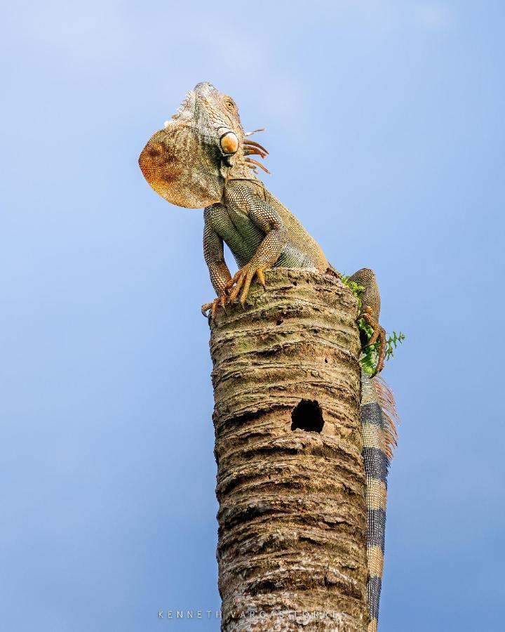 The Babylon Suite Tortuguero Luaran gambar